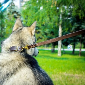 Поводок из коричневой кожи для маламута «Amazing stroll»